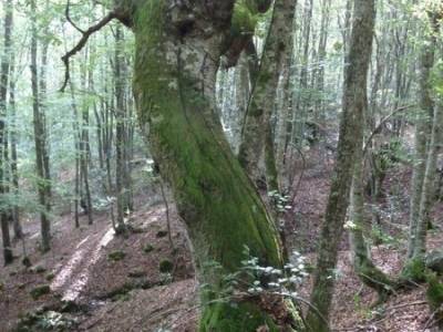 Cañones y nacimento del Ebro - Monte Hijedo;cercedilla senderismo;rutas a pie madrid